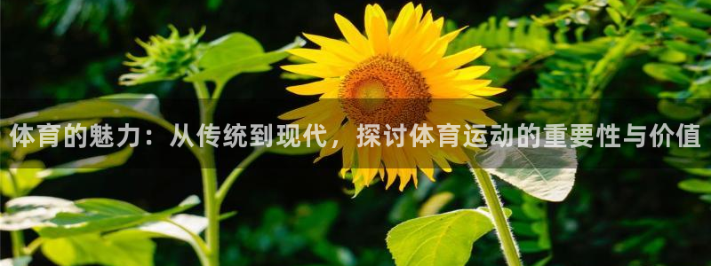  mk体育倒闭了吗知乎：体育的魅力：从传统到现代，探讨体育运动